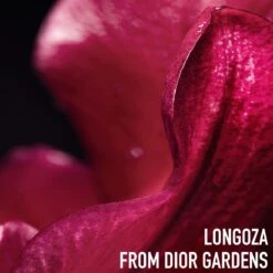 Miss Dior Rose N'Roses Eau De Toilette Roller 20ml(Miss Dior Rose N Roses Eau De Toilette Roller 24947801) -Beautyencounter Shop 3348901544047 5