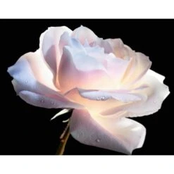 Prestige Le Micro Serum De Rose Yeux Advanced(Dior Prest Le Micro Serum De Rose Yeux Advanced 28355301 20ml) -Beautyencounter Shop 3348901544528Le Micro Serum De Rose Yeux Advanced4 450feb57 2748 4270 aaf8 eab1ebad8931